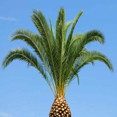 Palm-tree-trimmed-sm