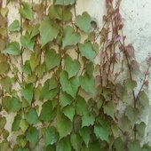 rsz_ivy_covering_wall