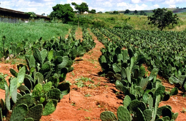 Καλλιέργεια φραγκοσυκιάς στο Μεξικό