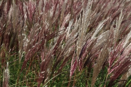 Miscanthus red chief