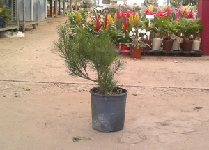 Pinus mugo στην ΚΕΝΤΙΑ