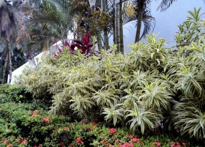 Δράκαινα σαντεριάνα σε πάρκο στην Ν. Ασία
