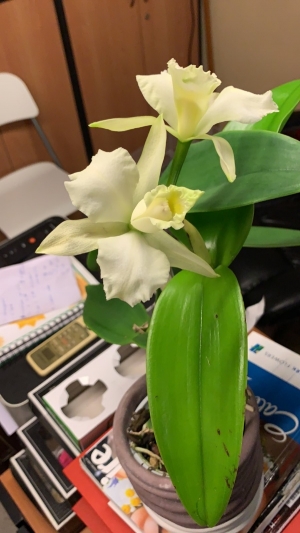 White cattleya orchid στην Κέντια