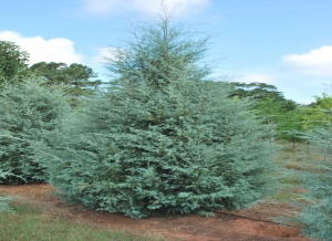 Cypressus arizonica