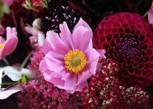 Σύνθεση λουλουδιών με σέντουμ, ανεμώνες και ντάλιες σε φουξ χρώμα