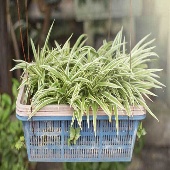 spider plant care basket variegatum 05312017 170x170
