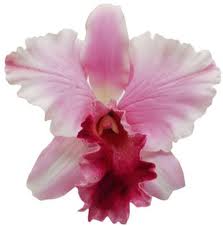 cattleya_orchid