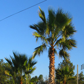 palm-trees51-sm