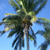 palmtree-small