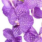 rsz_2vanda_orchid