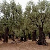 rsz_olive_trees