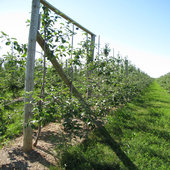 rsz_orchard_field