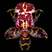 rsz_orchid_1