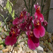 rsz_orchid_3