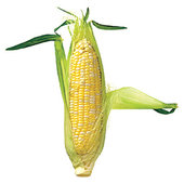 rsz_summer-sweet-corn