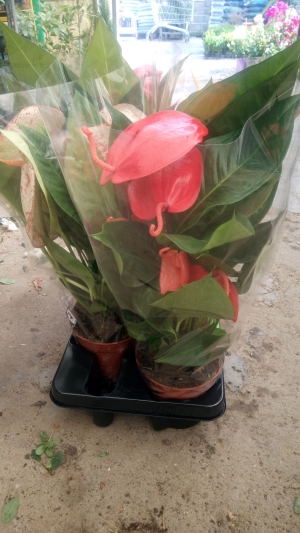 Ανθούριο με μεγάλο κόκκινο λουλούδι