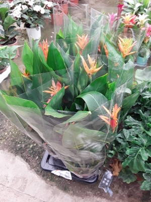 Heliconia curacao
