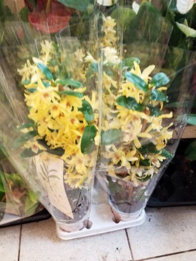 Dendrobium st cl chiomy yellow