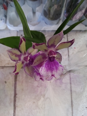 Zygopetalum orchid στην Κέντια