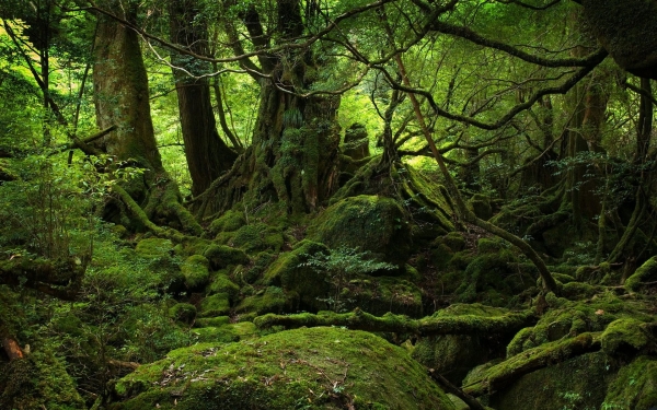 Άγριο Δάσος στην Yakyshima της Ιαπωνίας