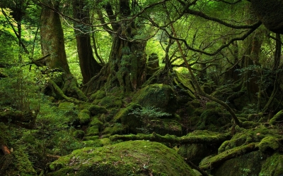 Άγριο Δάσος στην Yakyshima της Ιαπωνίας