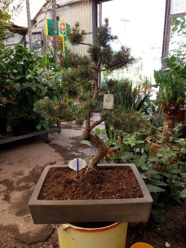 Genuine pinus bonsai in ceramic pot