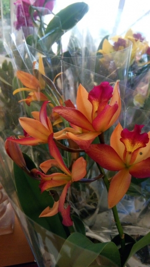 Cattley orchid σε πορτοκαλί χρώμα στην ΚΕΝΤΙΑ