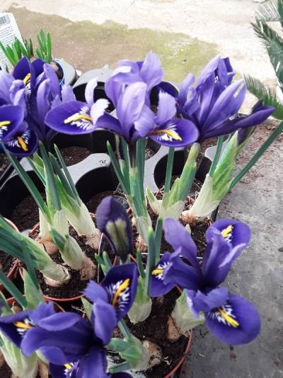 Iris bulb γαλάζια και μπλέ