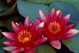 nymphaeaceae