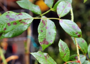 Διάγνωση αρρώστιας των φυτών σας στα Φυτώρια ΚΕΝΤΙΑ