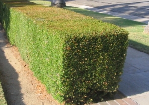 Myrtus Comunnis Hedge