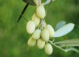 lefkoelia