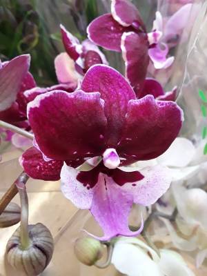 Phalaenopsis chia shing hot kiss liu&#039;s