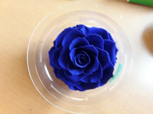 The royal blue rose στην Κέντια