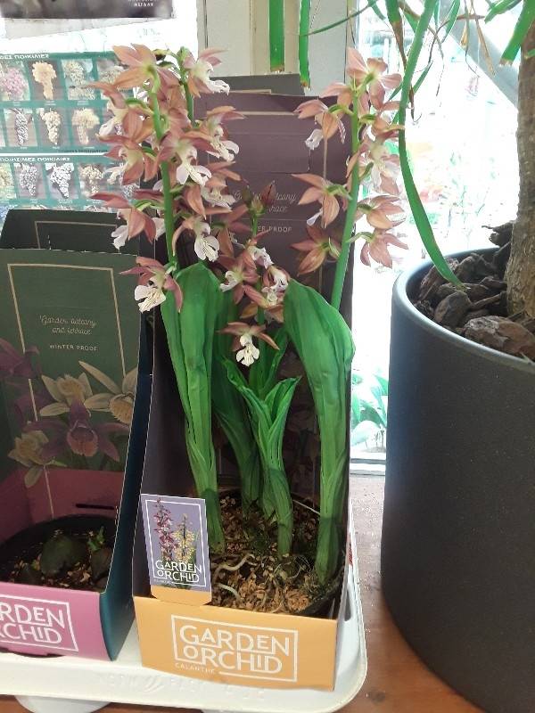 Calanthe orchid δίχρωμη